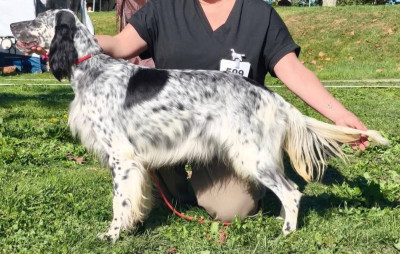 Étalon Setter Anglais - Valka Des Sentiers De La Douyne