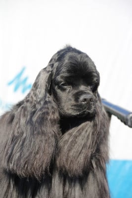 Étalon American Cocker Spaniel - UNDER AMOUR VIGIE Du clos des abysses de provence