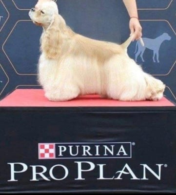 Étalon American Cocker Spaniel - PURPLE RAIN VIGIE Du clos des abysses de provence