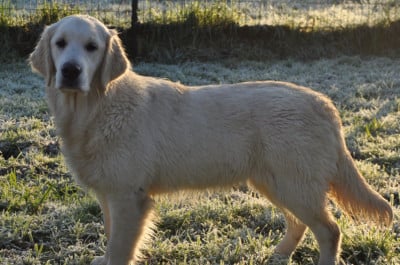 Étalon Golden Retriever - After night Du Domaine Du Goldheur
