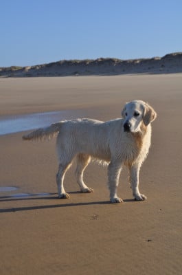 Étalon Golden Retriever - Aura tu peur Du Domaine Du Goldheur