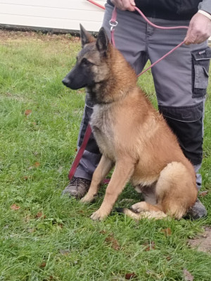 Étalon Berger Belge - Astéroïde de l'empire du Phoenix