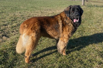 CH. SUKAÏ EÏ-MAN du domaine de la noyaraye