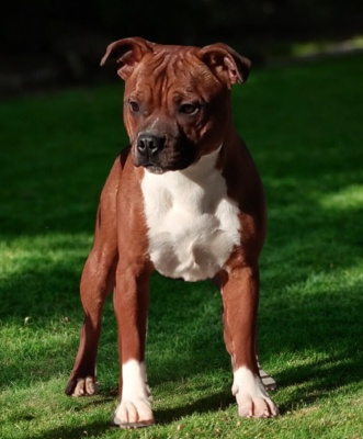 Étalon Staffordshire Bull Terrier - Angel face mira Imperial Red Bull