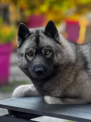 Étalon Siberian Husky - berry mix Absinthe