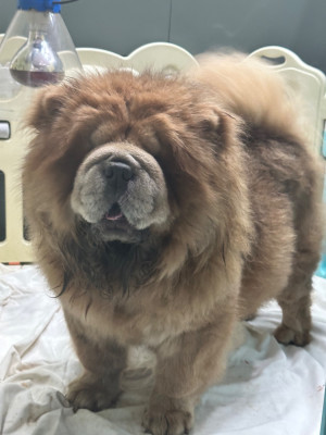 Étalon Chow Chow - Famous Dream Tropical