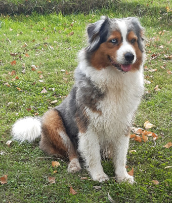 Étalon Berger Australien - Sibelle du Feeling de Nolister