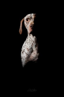 Étalon Braque du Bourbonnais - Runa De La Lande De Bourberouge