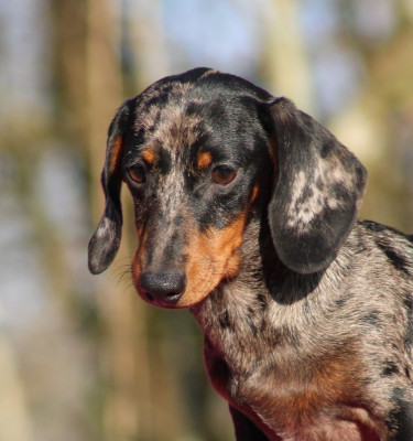 Étalon Teckel poil ras - Aigue Marine de l'air salin