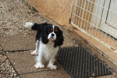 Étalon Cavalier King Charles Spaniel - SOFIA du domaine de lavillette