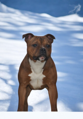 Étalon Staffordshire Bull Terrier - Angel heart diva Imperial Red Bull