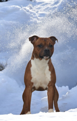 Étalon Staffordshire Bull Terrier - Angel face mira Imperial Red Bull