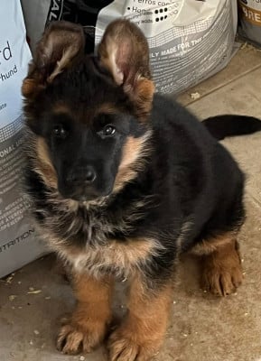 Étalon Berger Allemand - Austin-Mini du Chemin du Torrent