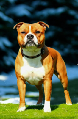 Étalon Staffordshire Bull Terrier - Pride and joy Imperial Red Bull