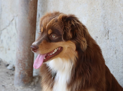 Étalon Berger Américain Miniature - Vésuve du Domaine de la Pachamama