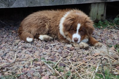 Étalon Berger Américain Miniature - Valinda du Domaine de la Pachamama