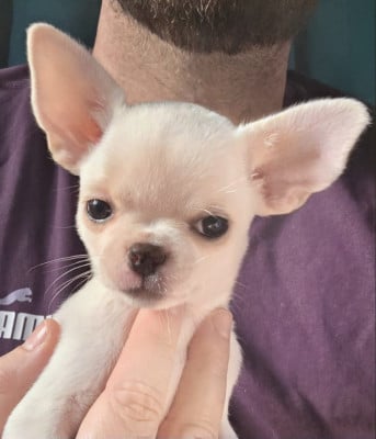 Étalon Chihuahua - AMY De L'empire De Ganesh