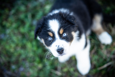Étalon Berger Australien - Artist Van Gogh Aux Mille éclats D'Aphrodite