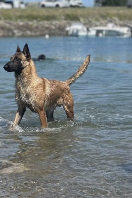 Étalon Berger Belge - VMAX du domaine du Caméléon