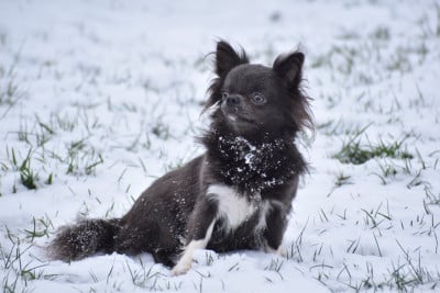 Étalon Chihuahua - livia pache Yudzhina alias Jenny