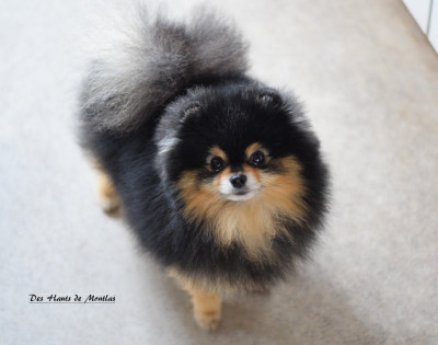 Étalon Spitz allemand - CH. Crazy Charms Versace