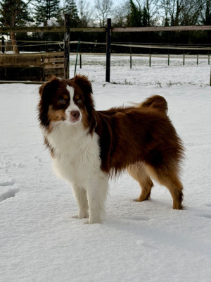 Étalon Berger Américain Miniature - Ulova De Mercelo