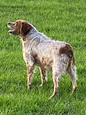 Étalon Epagneul Breton - POMME des hautes pousterles
