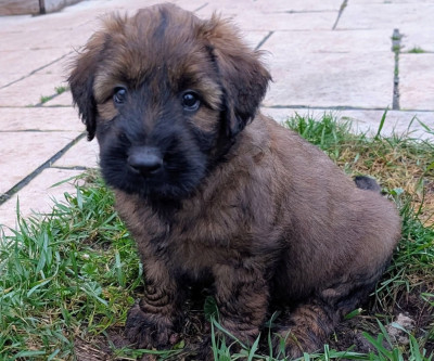 Étalon Berger de Brie - AXL RAID du Jardin aux Eglantines