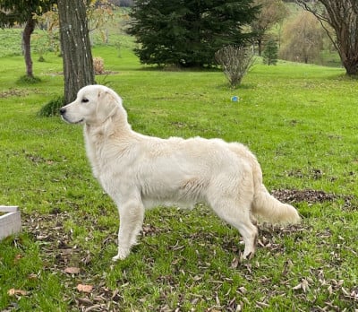 Étalon Golden Retriever - Vespa du mas de candour (Sans Affixe)