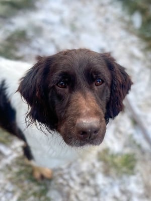 Étalon Petit Epagneul de Münster - Perle des grandes voivres