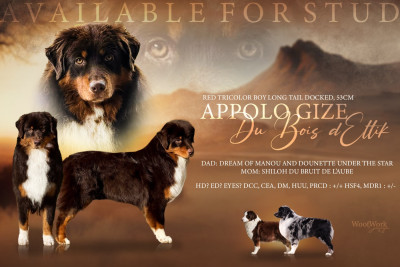 Étalon Berger Australien - Appolo Gize Du Bois D’Eltik