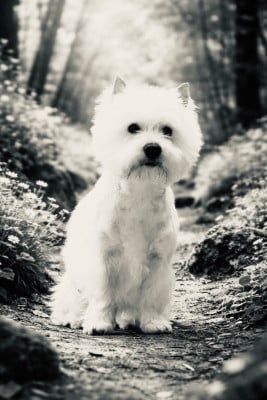 Étalon West Highland White Terrier - Vip victoria dite vénus just for me