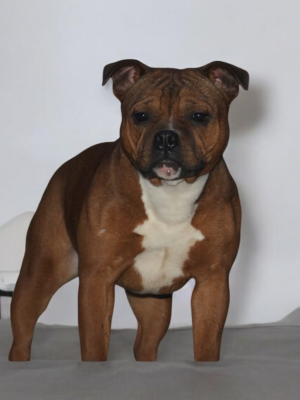 Étalon Staffordshire Bull Terrier - Angel heart diva Imperial Red Bull
