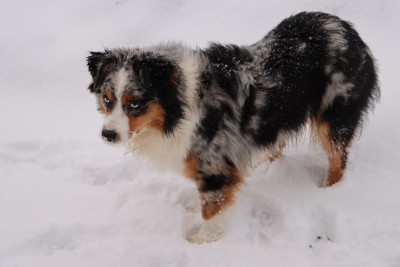 Étalon Berger Américain Miniature - Aïoli (Sans Affixe)