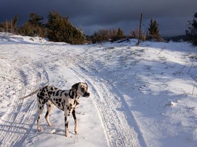 Étalon Dalmatien - Aquarelle Feather Des Garrigues Du Pic Saint Loup