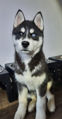 Étalon Siberian Husky - Liubov's Astre noir