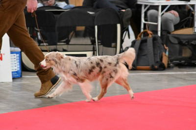 Étalon Berger Américain Miniature - M'california dit Cony Aussie Pride Of Wolf Point