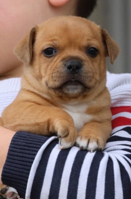 Étalon Staffordshire Bull Terrier - A French Kiss House Of Warrior