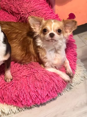 Étalon Chihuahua - Teya Des Chixy Du Soleil