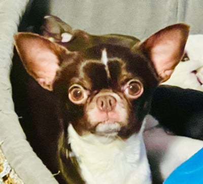 Étalon Chihuahua - Unastella Des Chixy Du Soleil