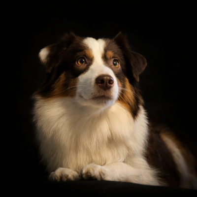 Étalon Berger Américain Miniature - Twenty Years Tchin Tchin du temple de Palés