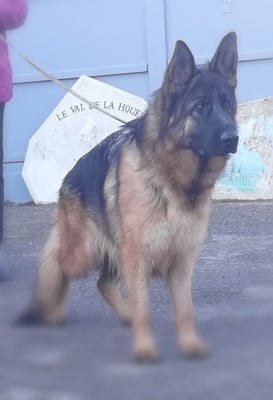 Étalon Berger Allemand - Ulma Du val de la houée