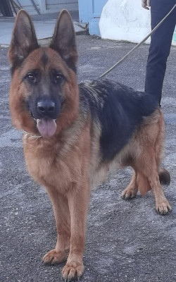 Étalon Berger Allemand - Ukraine Du val de la houée