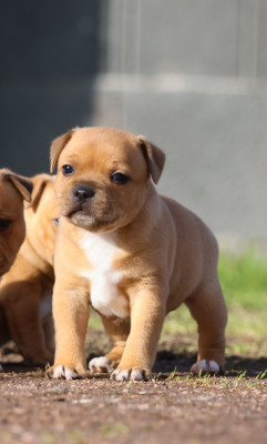 Étalon Staffordshire Bull Terrier - A French Kiss House Of Warrior
