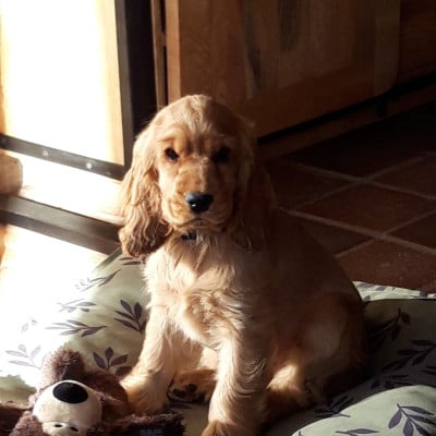 Étalon Cocker Spaniel Anglais - Abyss des geants du bocage