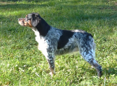 Étalon Epagneul Breton - VIADEM YSL Du Coeur Ambre