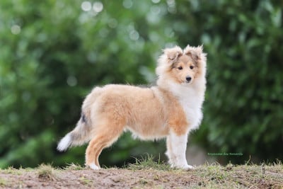 Étalon Shetland Sheepdog - "Astrid" A star is born ko-to-ra