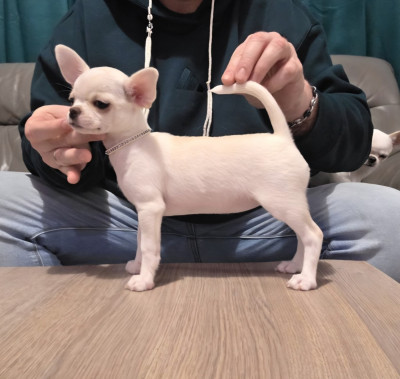 Étalon Chihuahua - AMY De L'empire De Ganesh