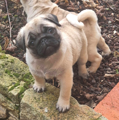 Étalon Carlin - Agusta mv brutale (benoite) De La Schumeraie