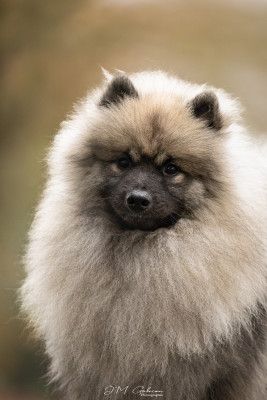 Étalon Spitz allemand - Neradmik First Noel